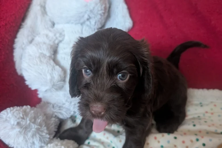 Cockapoo