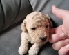 Cockapoo
