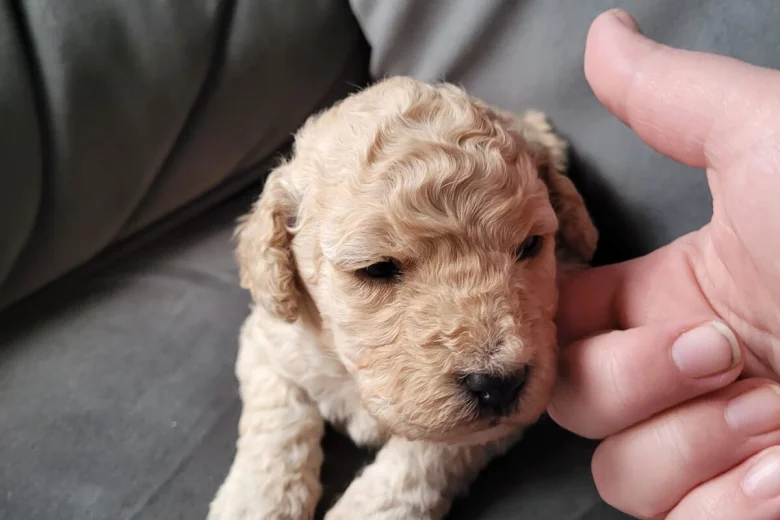 Cockapoo