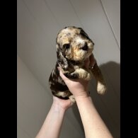 Cockapoo