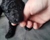 Cockapoo