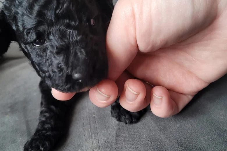 Cockapoo