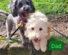 Cockapoo