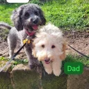 Cockapoo