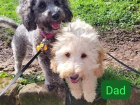 Cockapoo