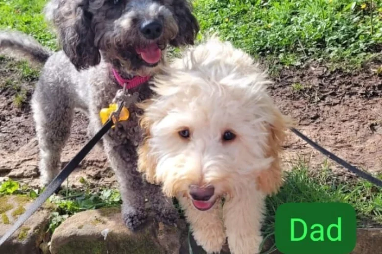 Cockapoo