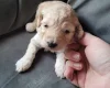 Cockapoo