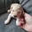 Cockapoo