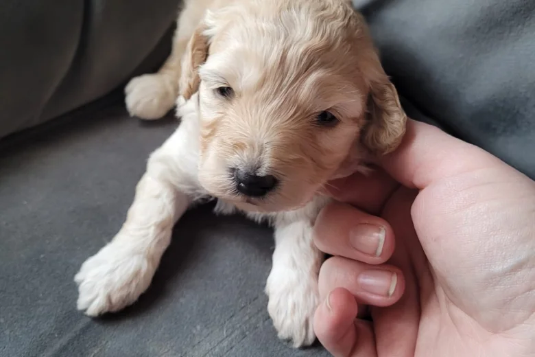 Cockapoo