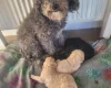 Cockapoo