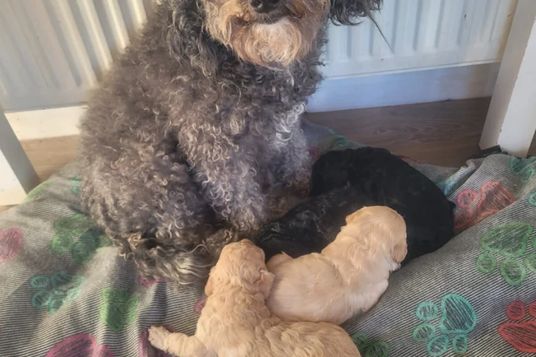 Cockapoo