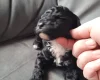 Cockapoo