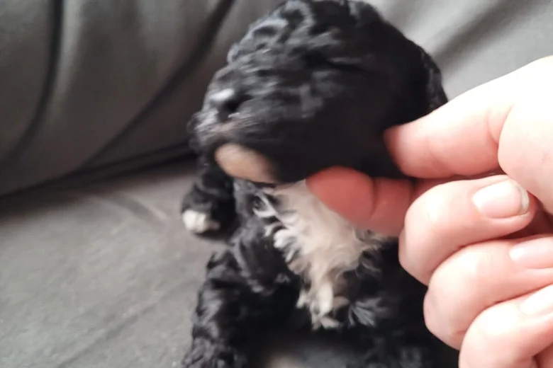 Cockapoo