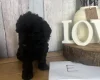 Cockapoo