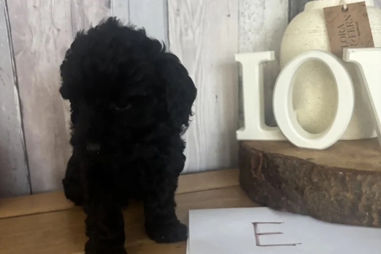 Cockapoo