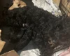 Cockapoo