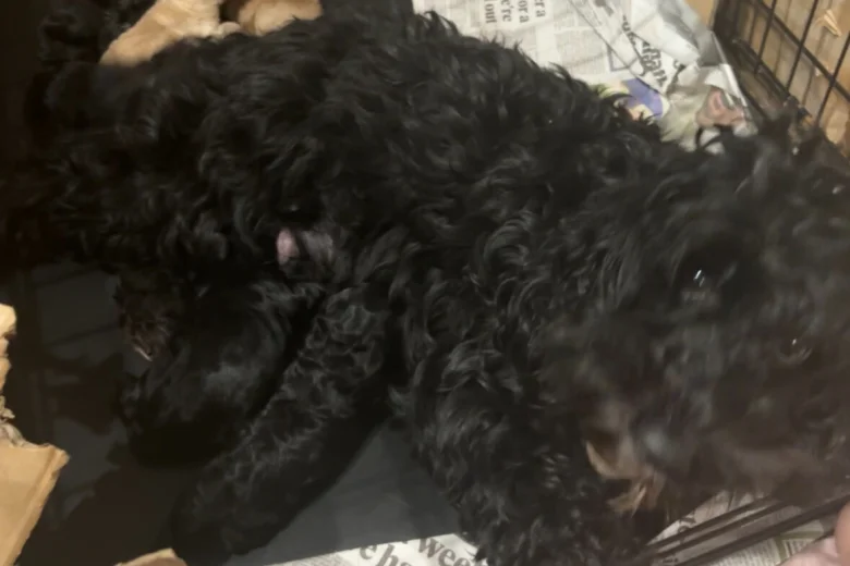 Cockapoo