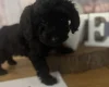Cockapoo