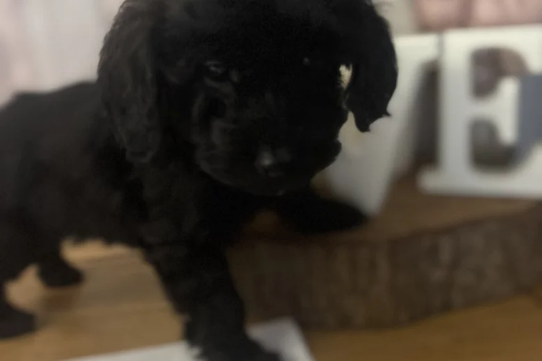 Cockapoo