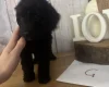 Cockapoo