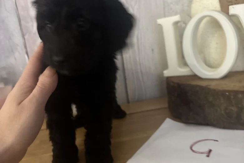Cockapoo