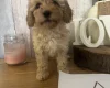 Cockapoo
