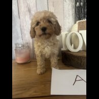 Cockapoo