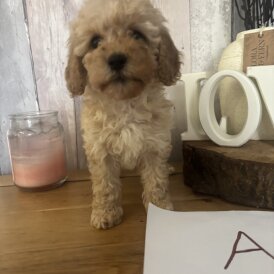 Cockapoo