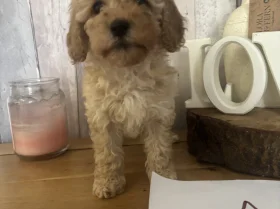 Cockapoo