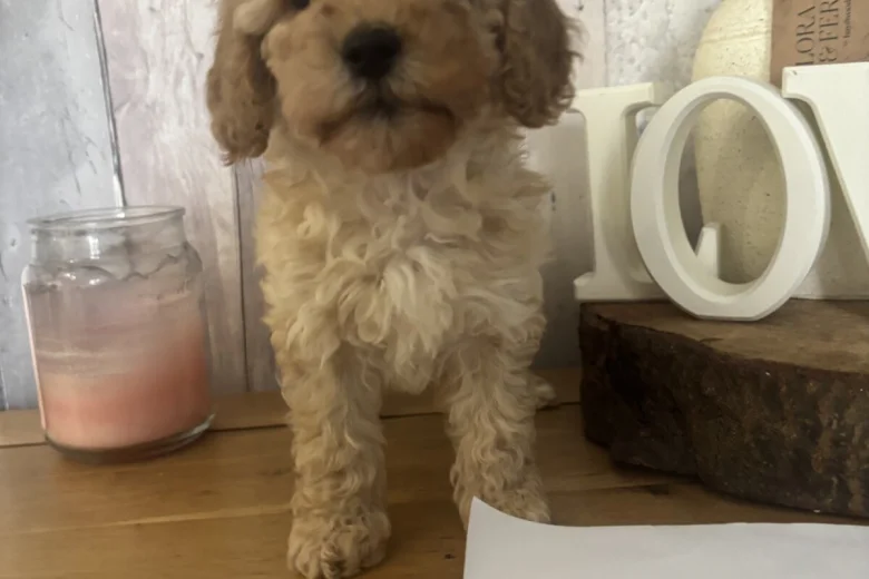 Cockapoo