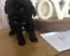 Cockapoo