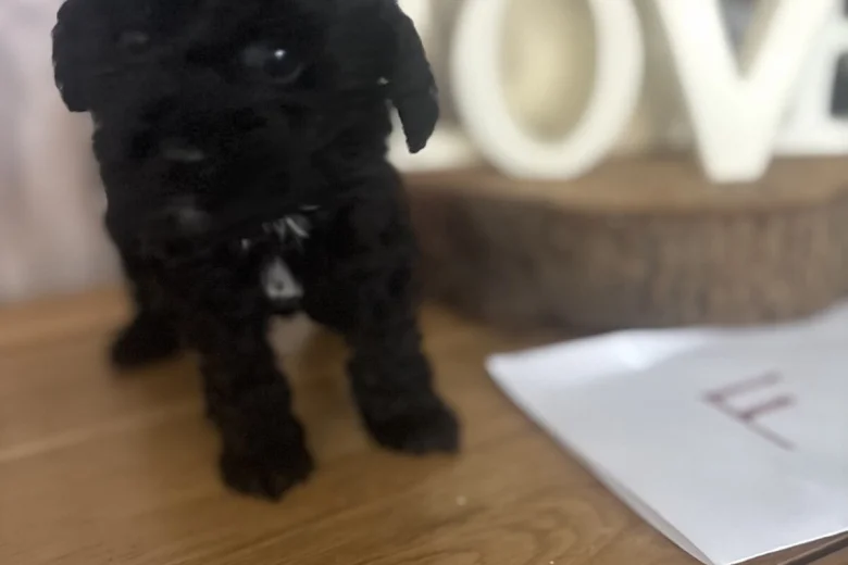 Cockapoo