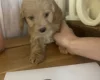 Cockapoo