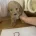 Cockapoo