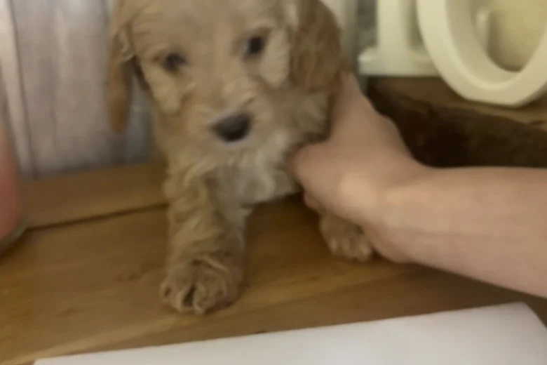 Cockapoo