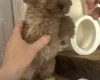 Cockapoo