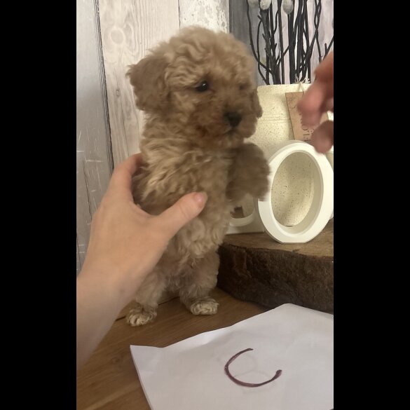 Cockapoo