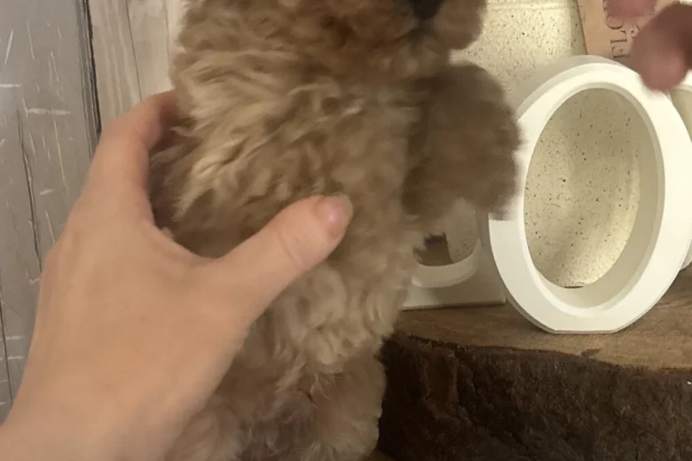 Cockapoo