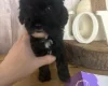 Cockapoo