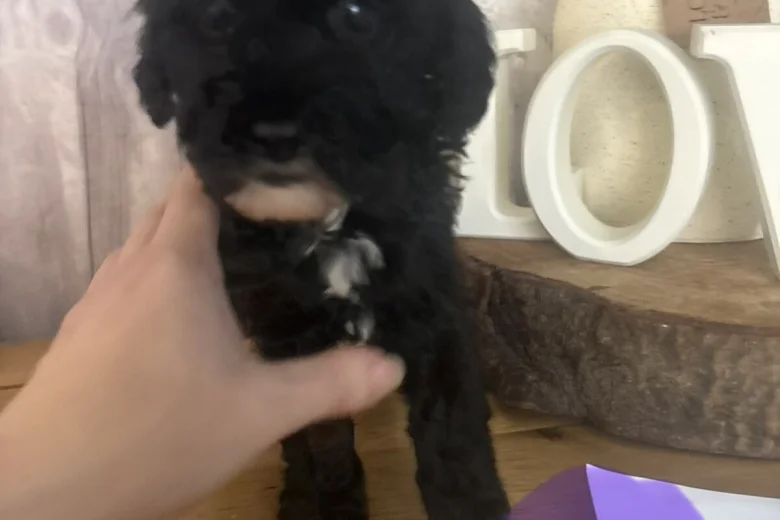 Cockapoo