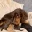 Cockapoo
