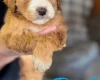 Cockapoo