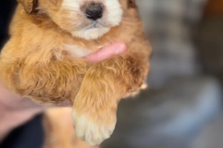 Cockapoo