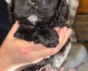 Cockapoo
