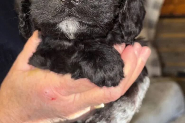 Cockapoo