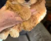 Cockapoo
