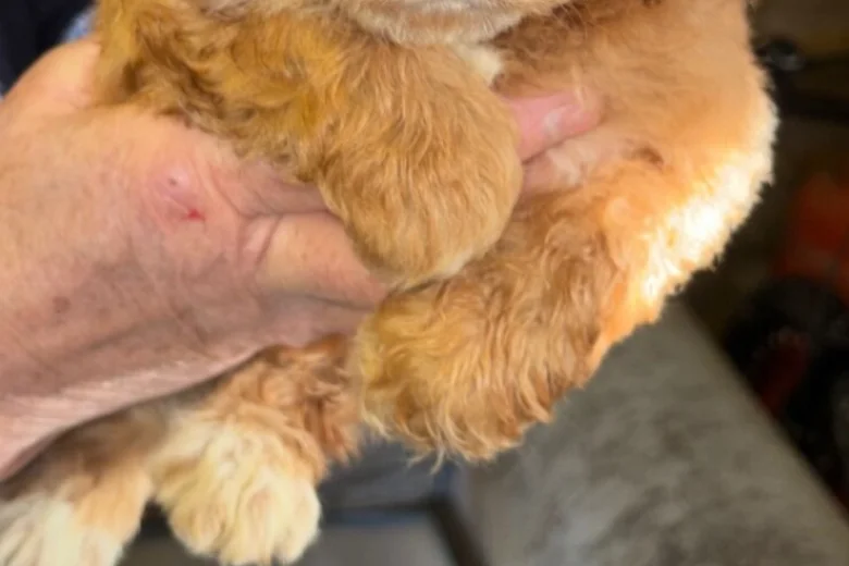 Cockapoo