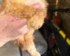Cockapoo
