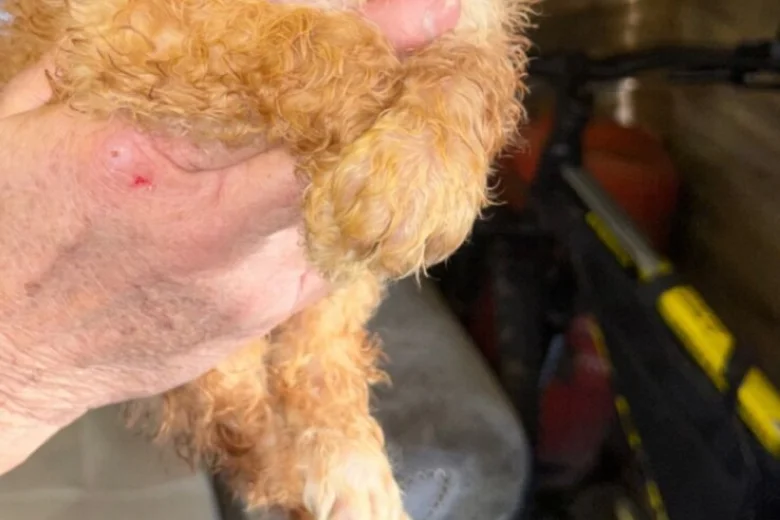 Cockapoo