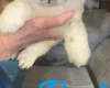 Cockapoo